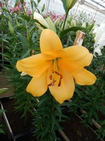 [3505 PO24 Terrasol No02.JPG]